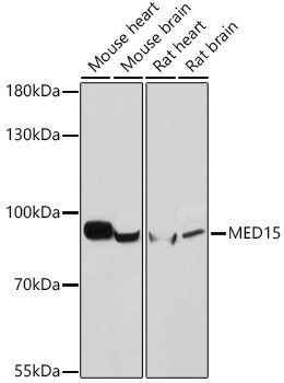 PCQAP Antibody in Western Blot (WB)