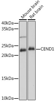 CEND Antibody in Western Blot (WB)