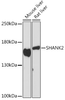 SHANK2 Antibody in Western Blot (WB)