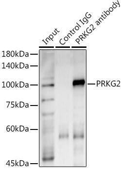 cGKII Antibody in Immunoprecipitation (IP)