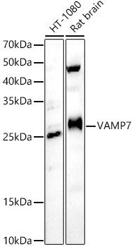 VAMP7 Antibody in Western Blot (WB)