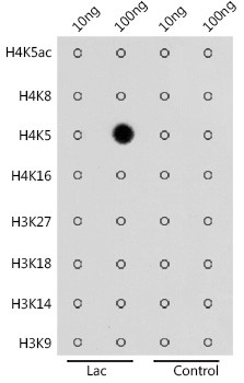 Lactyl-Histone H4 (Lys5) Antibody in Dot Blot (DB)