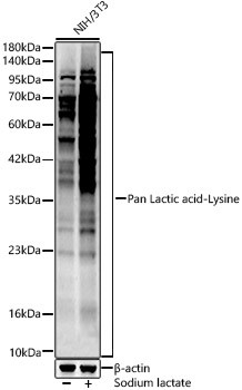 Lactic acid Lysine Antibody in Western Blot (WB)