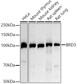 BRD3 Antibody in Western Blot (WB)