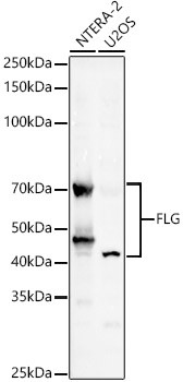 Filaggrin Antibody in Western Blot (WB)