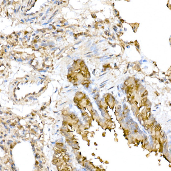 RNF126 Antibody in Immunohistochemistry (Paraffin) (IHC (P))