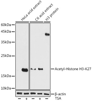 H3K27ac Antibody in Western Blot (WB)