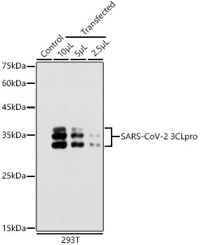 SARS-CoV-2 3CLpro Antibody in Western Blot (WB)