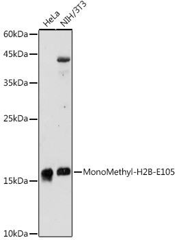 H2BE105me1 Antibody in Western Blot (WB)