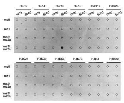 H3R8me2s Antibody in Dot Blot (DB)