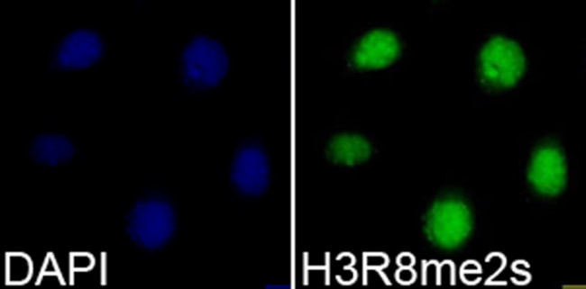 H3R8me2s Antibody in Immunocytochemistry (ICC/IF)