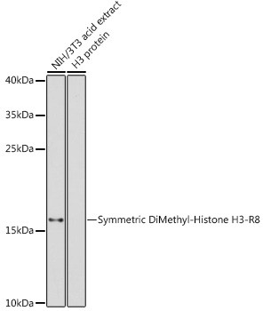 H3R8me2s Antibody in Western Blot (WB)