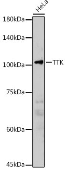 TTK Antibody in Western Blot (WB)