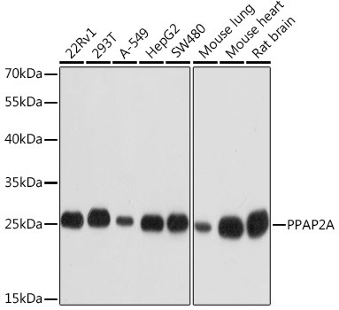 PPAP2A Antibody in Western Blot (WB)