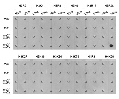 H3R26me2s Antibody in Dot Blot (DB)