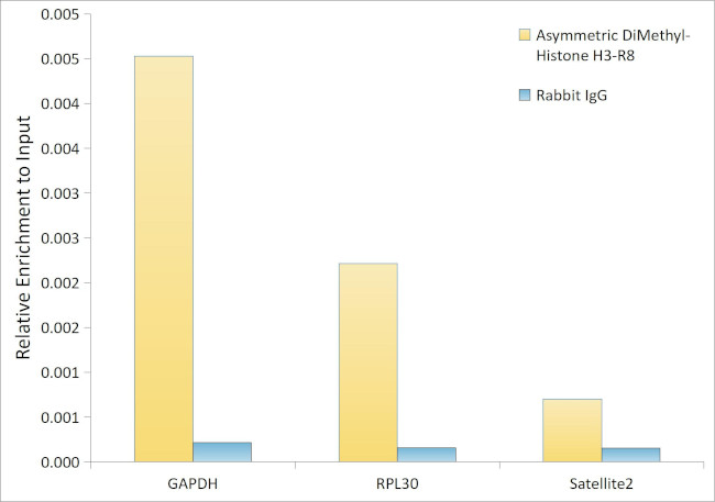 H3R8me2a Antibody in ChIP Assay (ChIP)