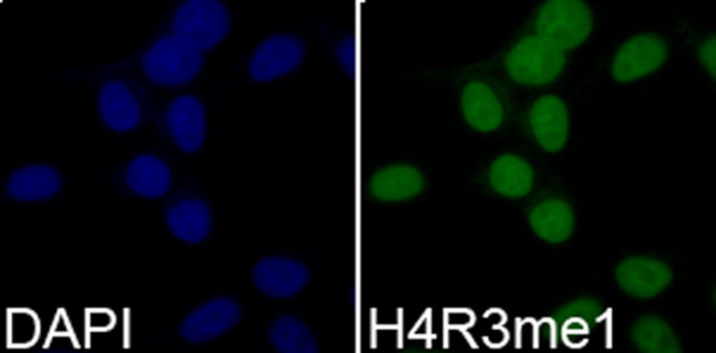 H4R3me1 Antibody in Immunocytochemistry (ICC/IF)