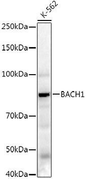 BACH1 Antibody in Western Blot (WB)