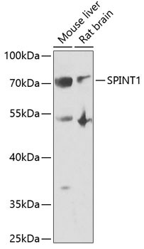 HAI-1 Antibody in Western Blot (WB)