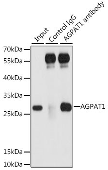 AGPAT1 Antibody in Immunoprecipitation (IP)