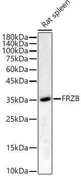 FRZB Antibody in Western Blot (WB)