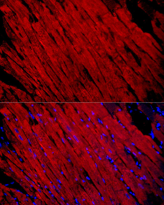 Myosin heavy chain 1 Antibody in Immunocytochemistry (ICC/IF)