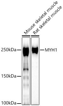 Myosin heavy chain 1 Antibody in Western Blot (WB)