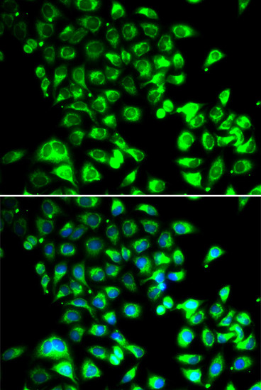 SSBP1 Antibody in Immunocytochemistry (ICC/IF)