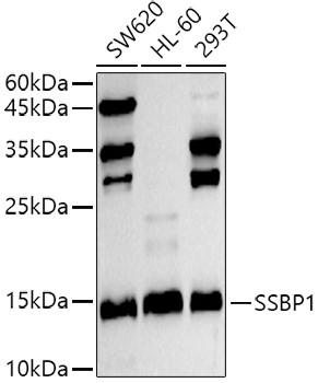 SSBP1 Antibody in Western Blot (WB)