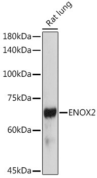 ENOX2 Antibody in Western Blot (WB)