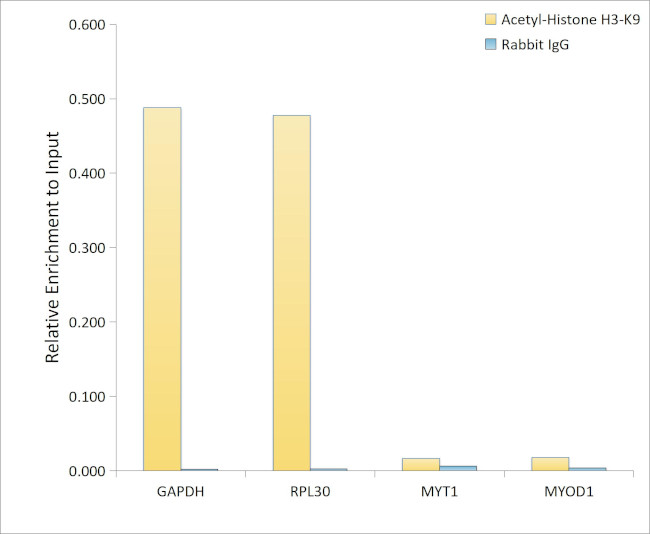 H3K9ac Antibody in ChIP Assay (ChIP)