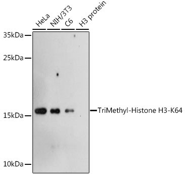 H3K64me3 Antibody in Western Blot (WB)