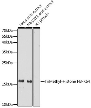 H3K64me3 Antibody in Western Blot (WB)