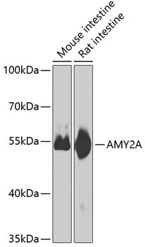Pancreatic Amylase Antibody in Western Blot (WB)