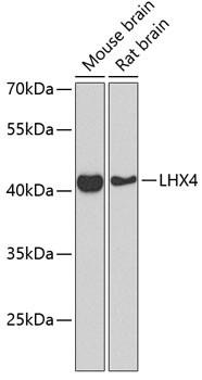 LHX4 Antibody in Western Blot (WB)