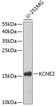 KCNE2 Antibody in Western Blot (WB)