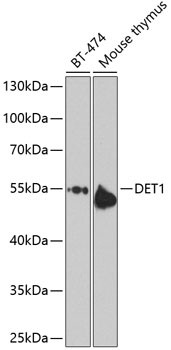 DET1 Antibody in Western Blot (WB)