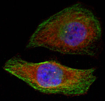 Phospho-ERK1 (Thr202, Tyr205) Antibody in Immunocytochemistry (ICC/IF)