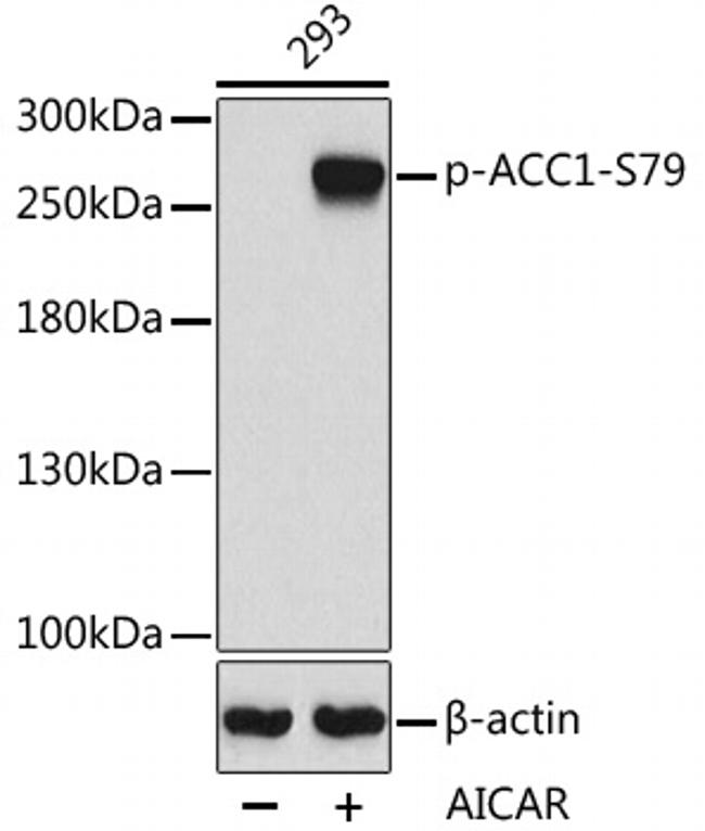 Phospho-Acetyl-CoA Carboxylase (Ser79) Polyclonal Antibody (PA5-117189)