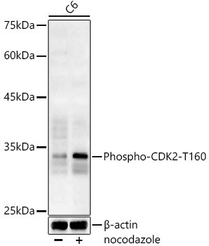 Phospho-CDK2 (Thr160) Antibody in Western Blot (WB)