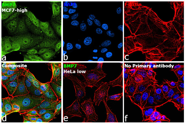 BMP-7 Antibody in Immunocytochemistry (ICC/IF)