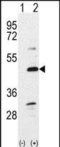 BMP-7 Antibody in Western Blot (WB)