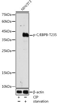 Phospho-C/EBP beta (Thr235) Antibody in Western Blot (WB)