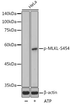 Phospho-MLKL (Ser454) Antibody in Western Blot (WB)