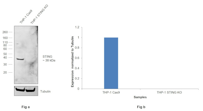 Phospho-STING (Ser366) Antibody