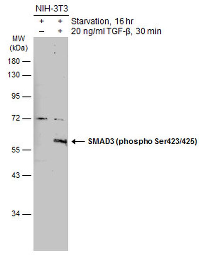 Phospho-SMAD3 (Ser423, Ser425) Antibody in Western Blot (WB)