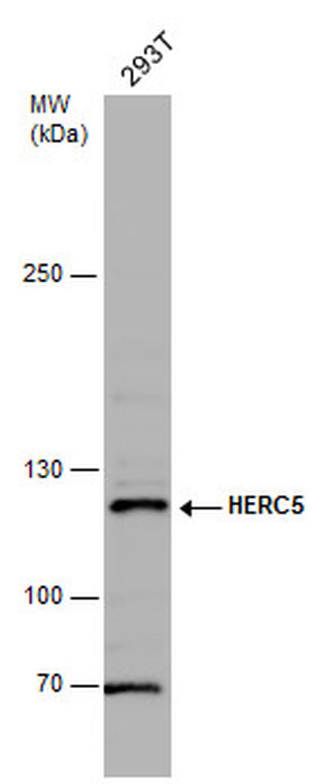 HERC5 Antibody in Western Blot (WB)