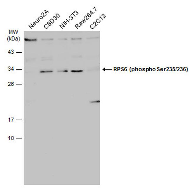 Phospho Rps6 Ser235 Ser236 Antibody Pa5 117323 4851