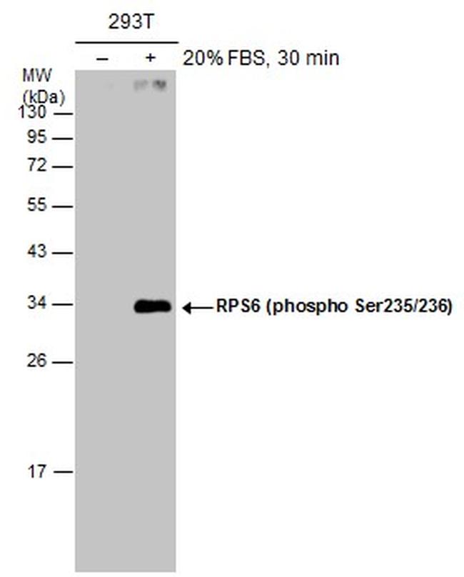 Phospho Rps6 Ser235 Ser236 Antibody Pa5 117323 8692