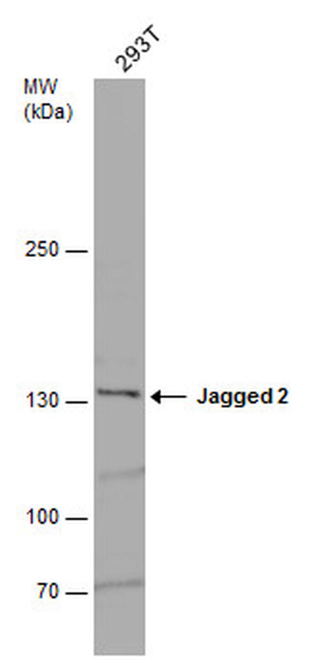 Jagged 2 Antibody in Western Blot (WB)